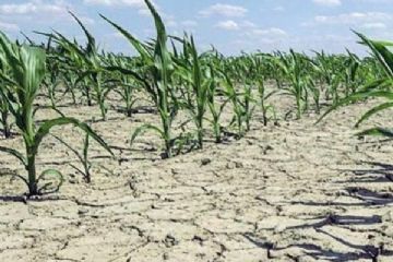 Emergenza idrica - termine per la trasmissione delle segnalazioni dei danni alle produzioni agricole.